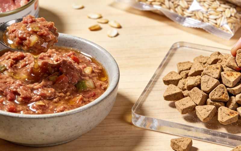 Wet Cat Food vs. Dry Cat Food: Which Is Better?
