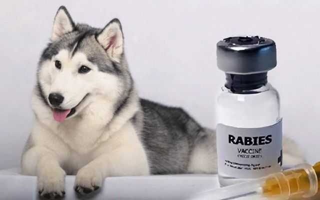 Rabies Vaccine for Dogs: What It Is and Why Your Dog Needs It