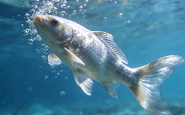 How Do Fish Breathe?