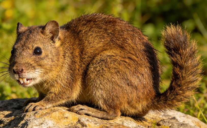 Everything You Need to Know About Caring for a Degu
