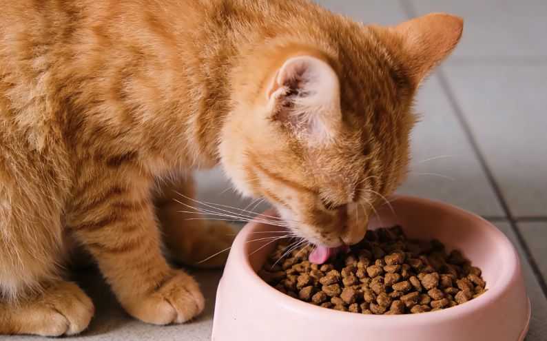How Much Should I Really Feed My Cat?