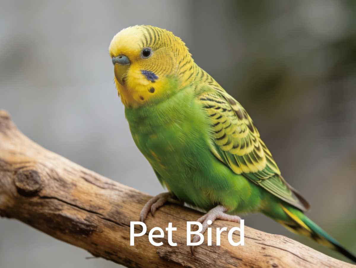 20260121/7c7707ded1330fdce7e11189842cb9df.png