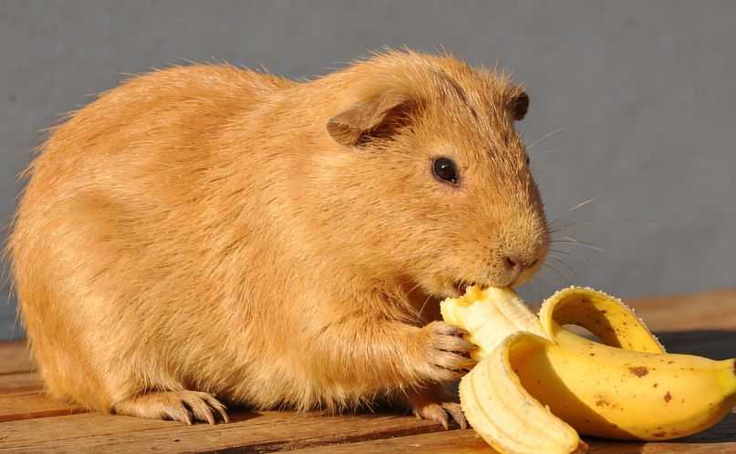 Can Guinea Pigs Eat Bananas?