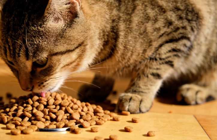 Just How Often Should I Really Be Feeding My Cat?