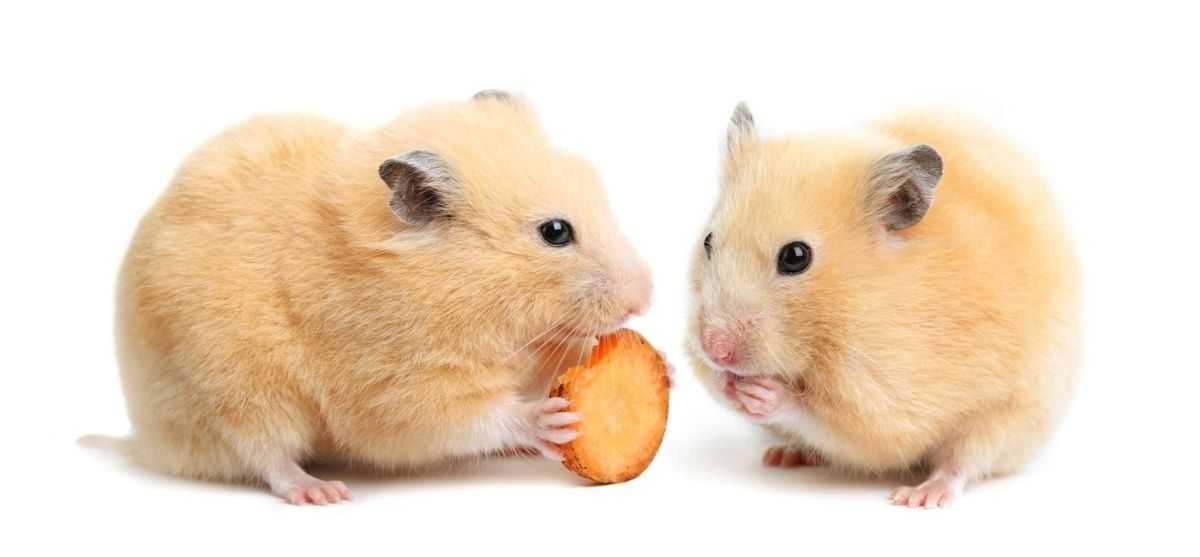 Small Animal Health, Safety & First Aid Checklist