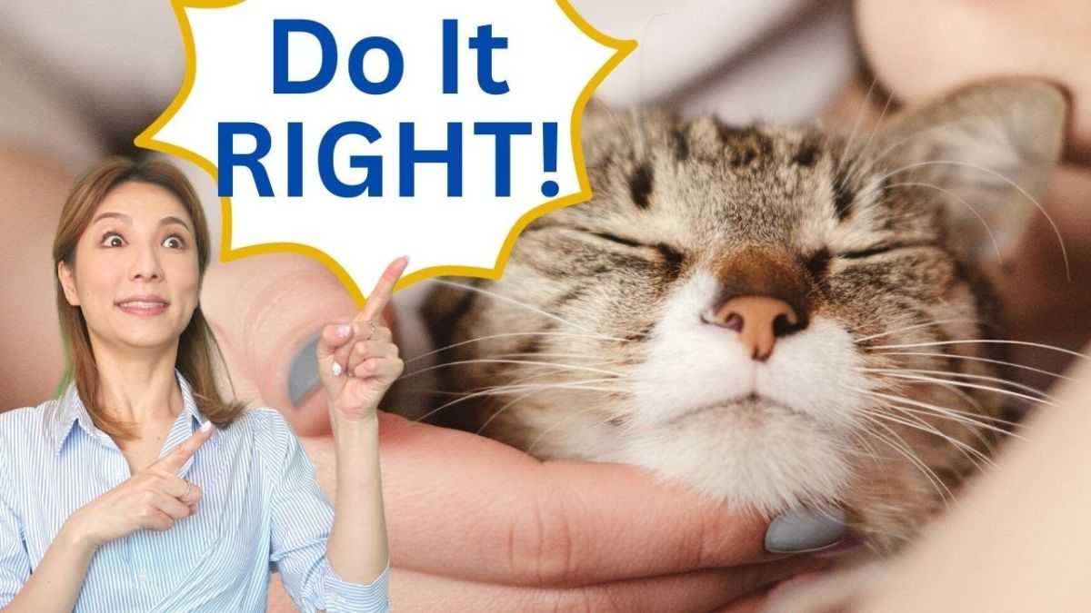 Taking Care of Your Feline: How Regular Veterinary Visits Can Improve Your Cat’s Life