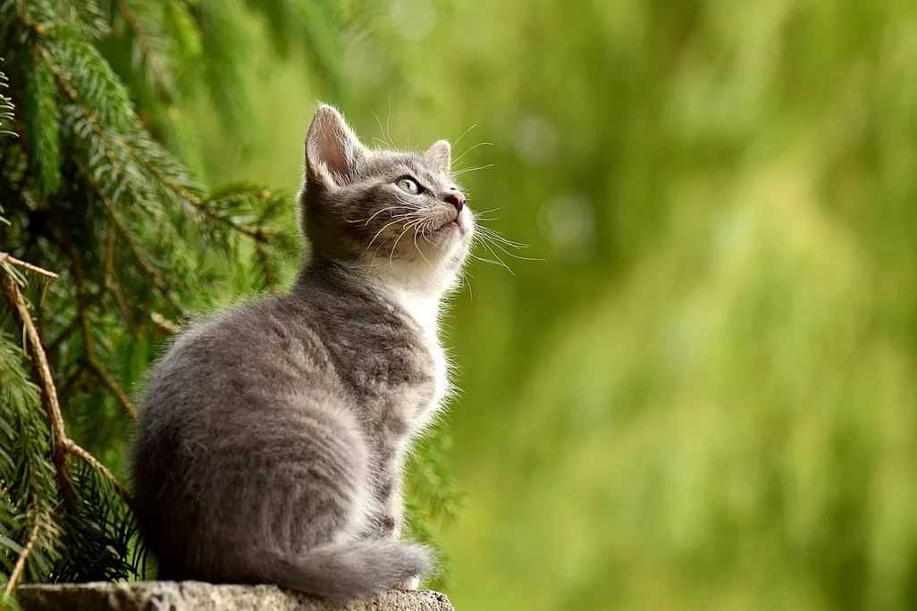 10 Reasons Why Cats Make Great Pets