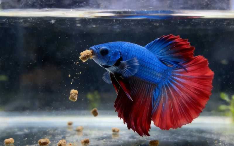 Betta Fish Care Sheet
