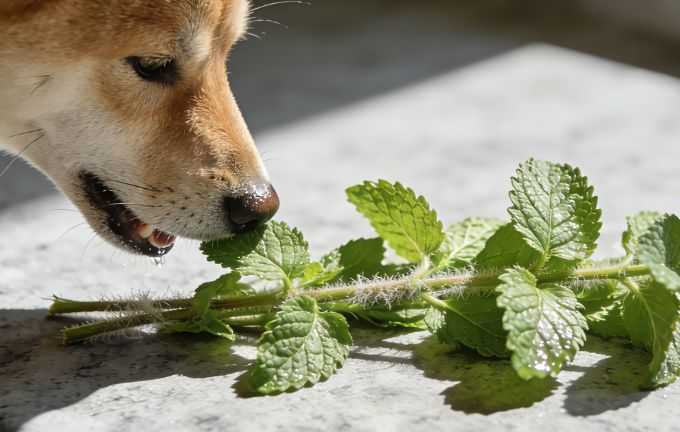Can Dogs Eat Peppermint? Not Really. Here's Why