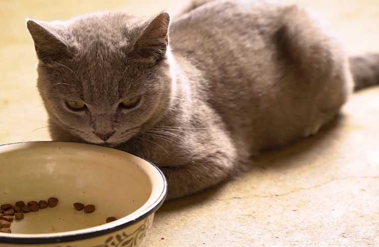 How Long Can Cats Go Without Food?