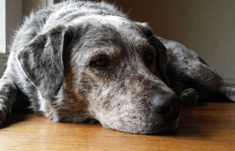 How To Help a Senior Dog With Hearing Loss