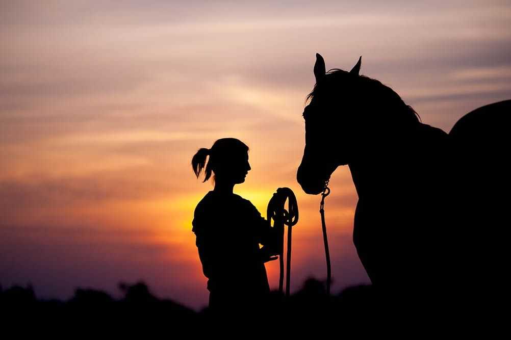 How to keep horses and ponies healthy and happy
