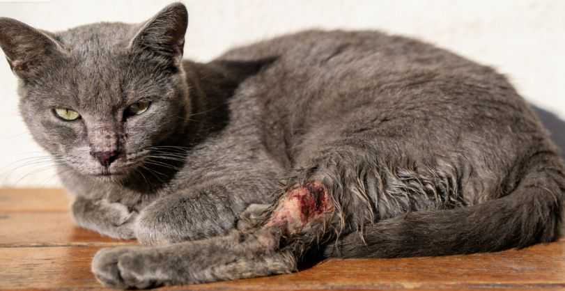 Wound Care For Cats: How to Care For Your Cat During Recovery