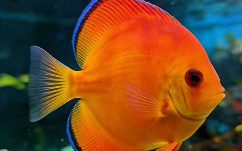 10 Angelfish Fun Facts That Will Make You Love Them Even More