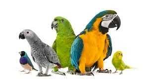 How Long Do Parrots Live?
