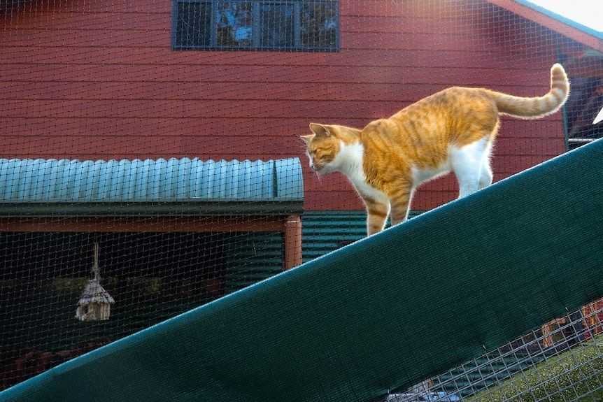 Perth council City of Bayswater loses legal bid to stop pet cats roaming