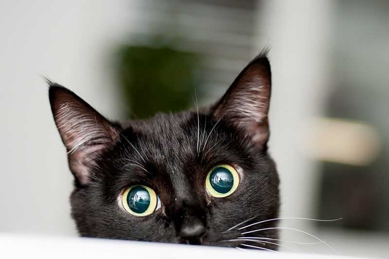 Thailand's ancient cat breeds get official national status, but will it improve animal welfare?