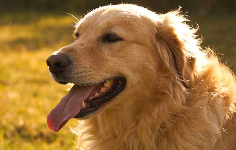 Why Do Dogs Pant? What To Know About Dogs and Panting