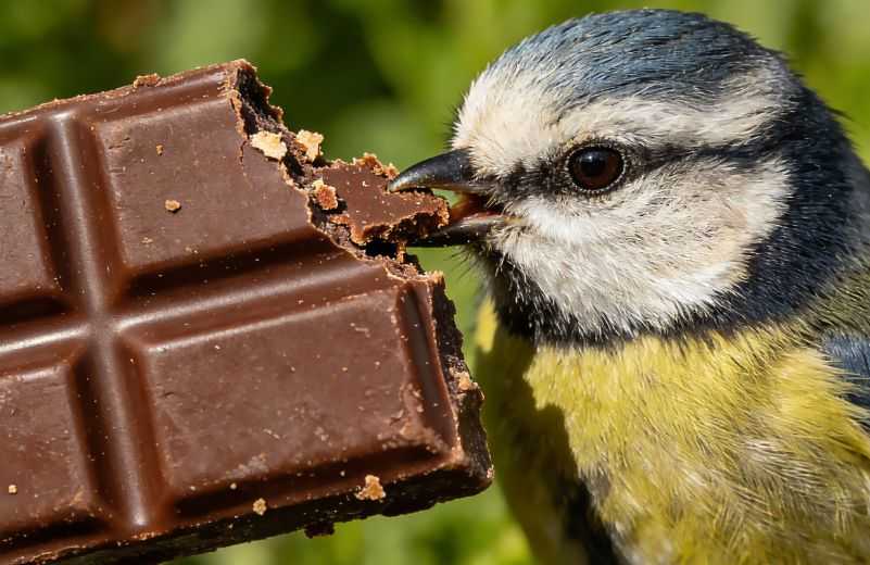 Can Birds Eat Chocolate?