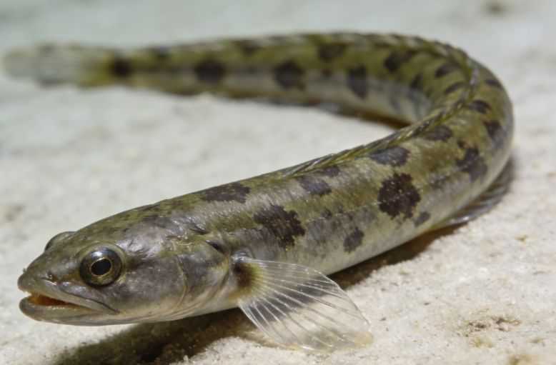 Choosing and Caring for a Blenny Fish