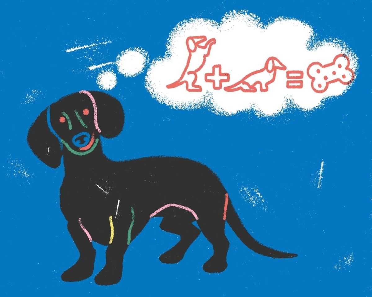 How to train your dog – and not lose your mind