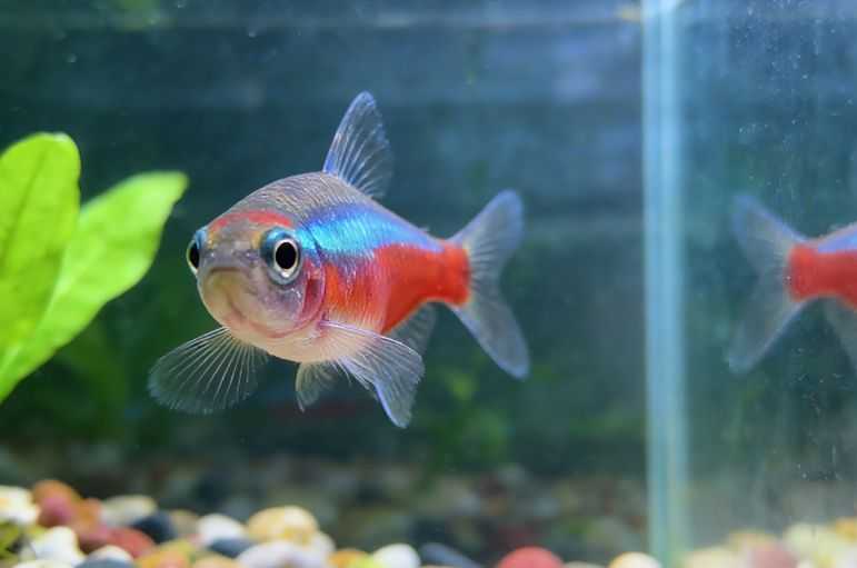 The Effects of Stress in Fish