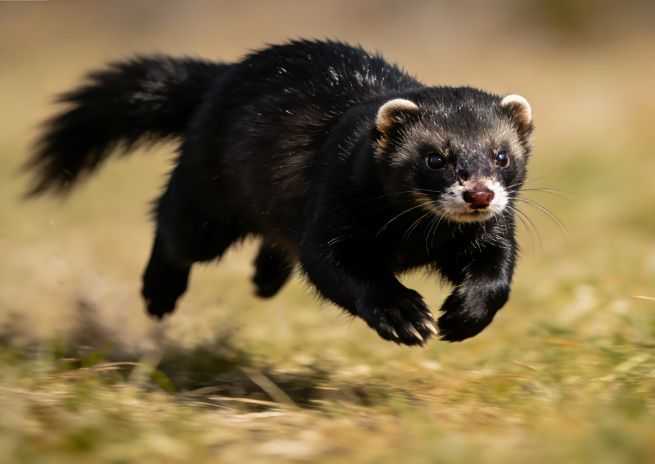Ferret Care Sheet