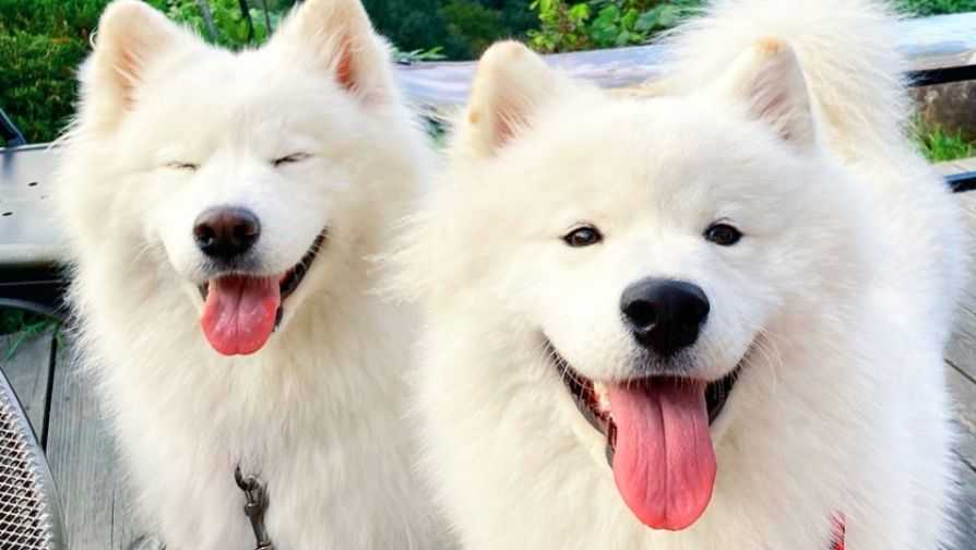 News Science Dog owners say their bond with their pet is more satisfying than with their partner