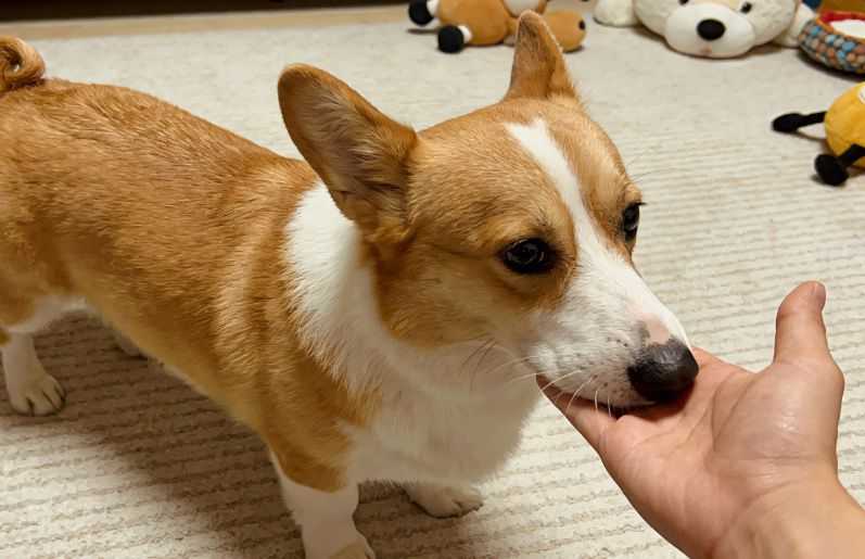 Why Is My Dog So Clingy? What To Know About ‘Velcro Dogs’