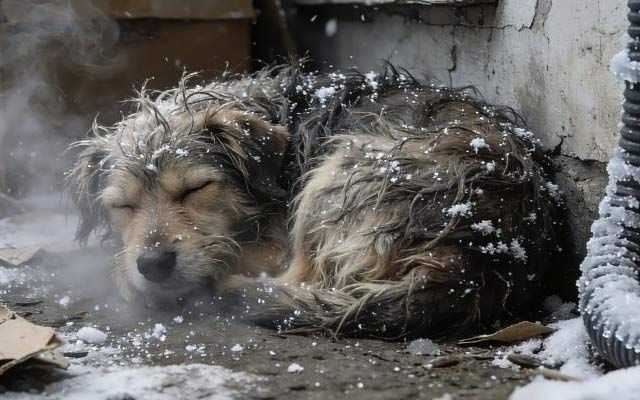 Hypothermia in Dogs: Signs and Treatment