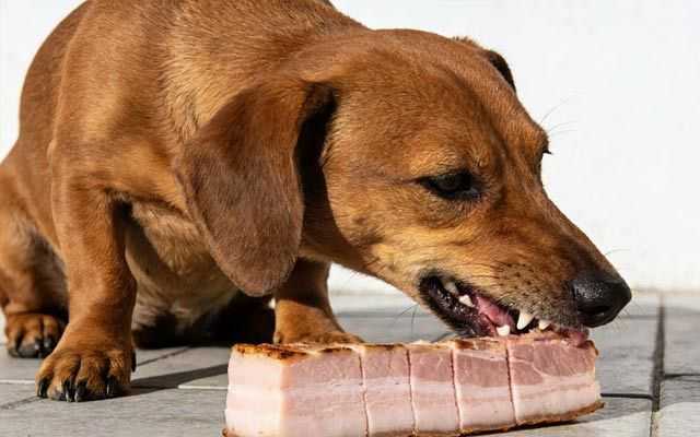 Can Dogs Eat Pork?