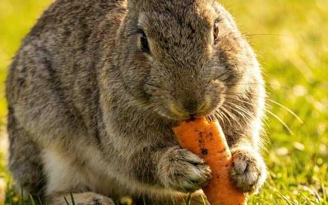 How To Care for a Pet Rabbit: Bunny Care Sheet