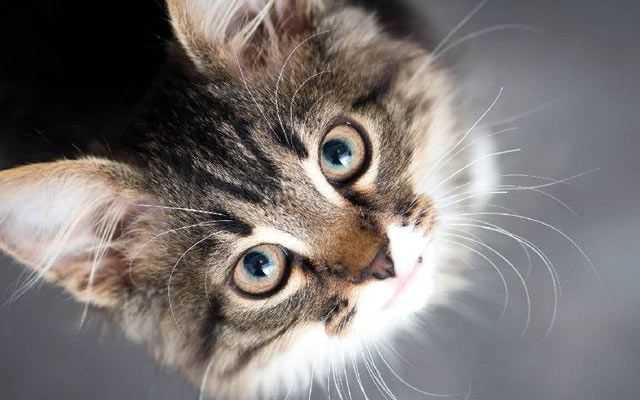 Judge upholds cat custody ruling, saying parenthood and pet ownership aren't same
