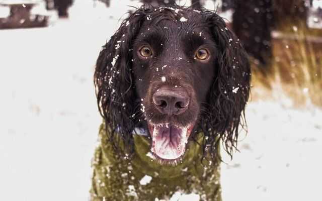 Don't Forget Pets When Preparing for Winter's Cold. Here's What Experts Recommend