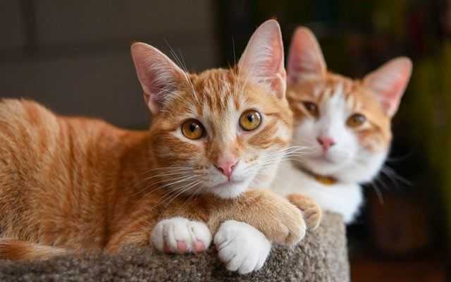 What Do I Need to Take Care of My New Cat?