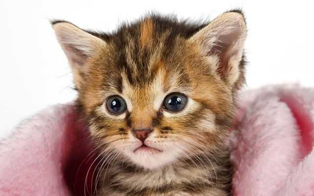 How Much To Feed a Kitten