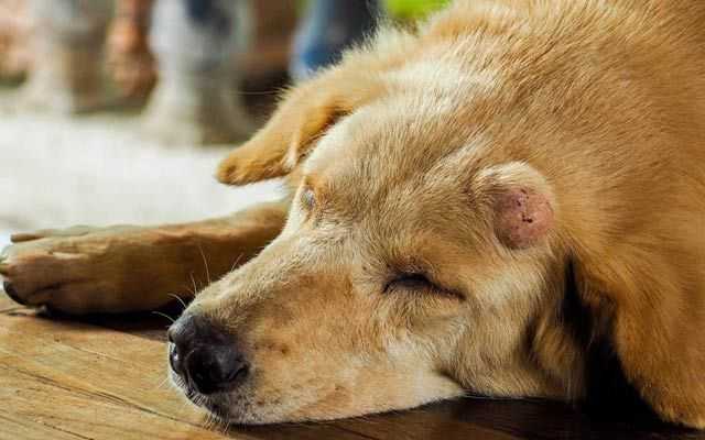 Brakke Examines the State of Pet Cancer
