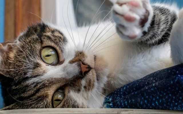 Cat burglars who stole 150 felines for meat arrested in China