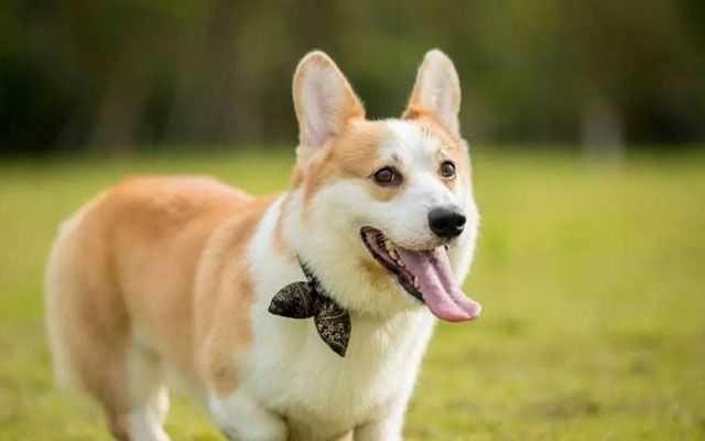 What Type of Dog Owner Are You?