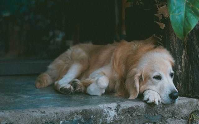 Is your dog or cat getting old? These simple gestures could help them live longer and happier lives