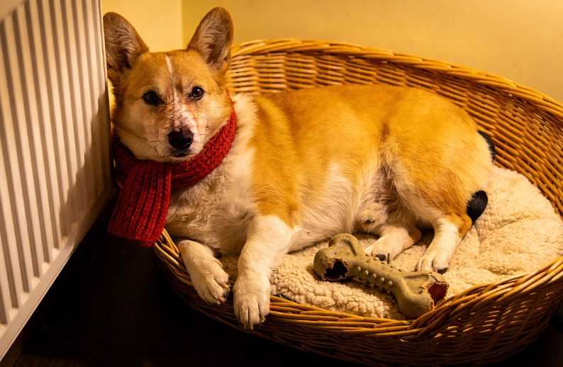 How To Keep Your Senior Dog Healthy This Winter