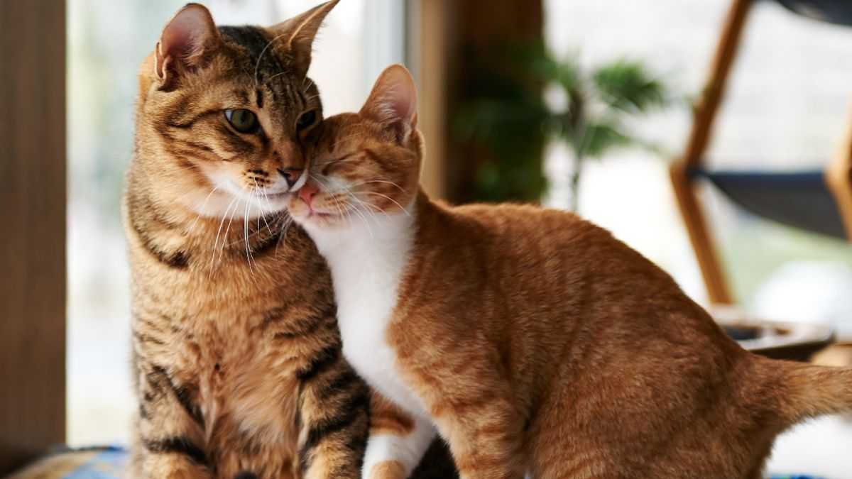 It’s time to face an uncomfortable truth: maybe our pampered pets would be better off without us