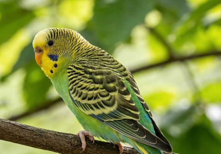 Parakeet Care Sheet