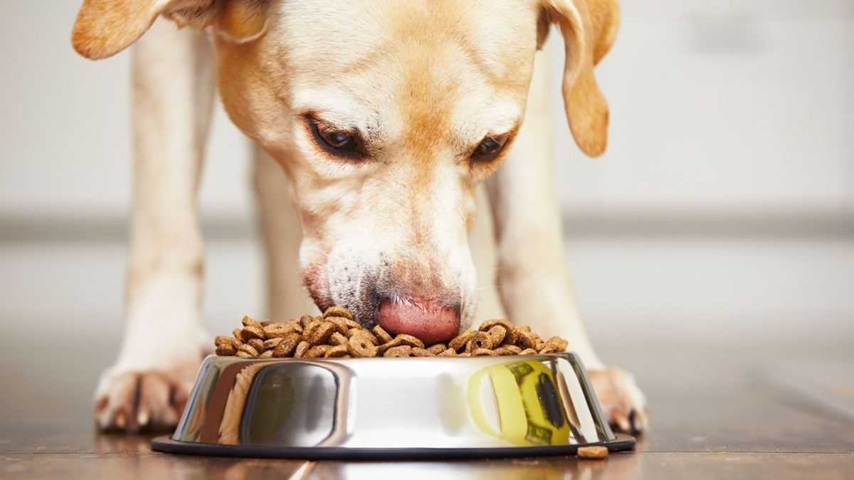 Time for your dog to go vegan? Canine food counts for 1% of UK greenhouse gas emissions, survey shows