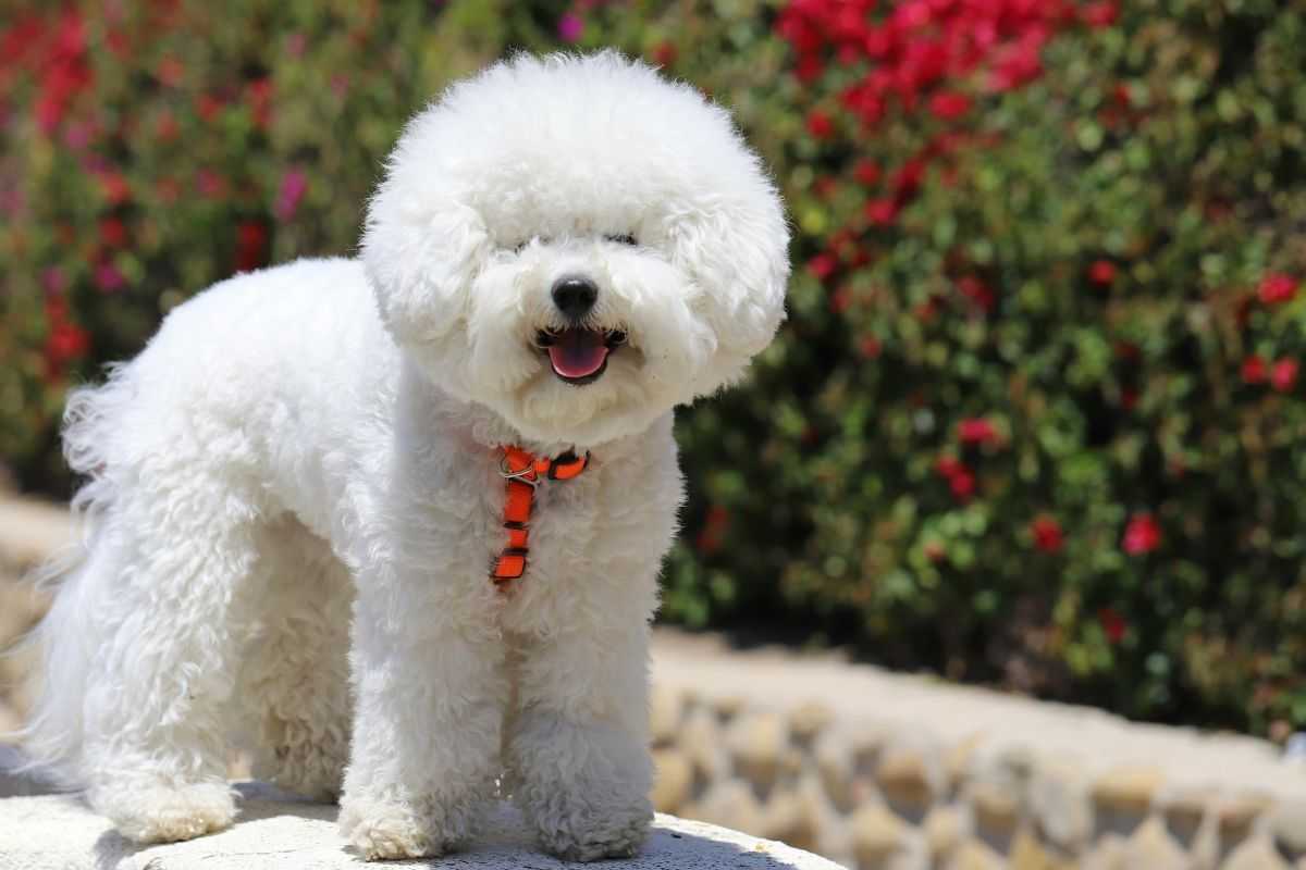 Company launches non-alcoholic beer for dogs, canines ‘crack a cold one’