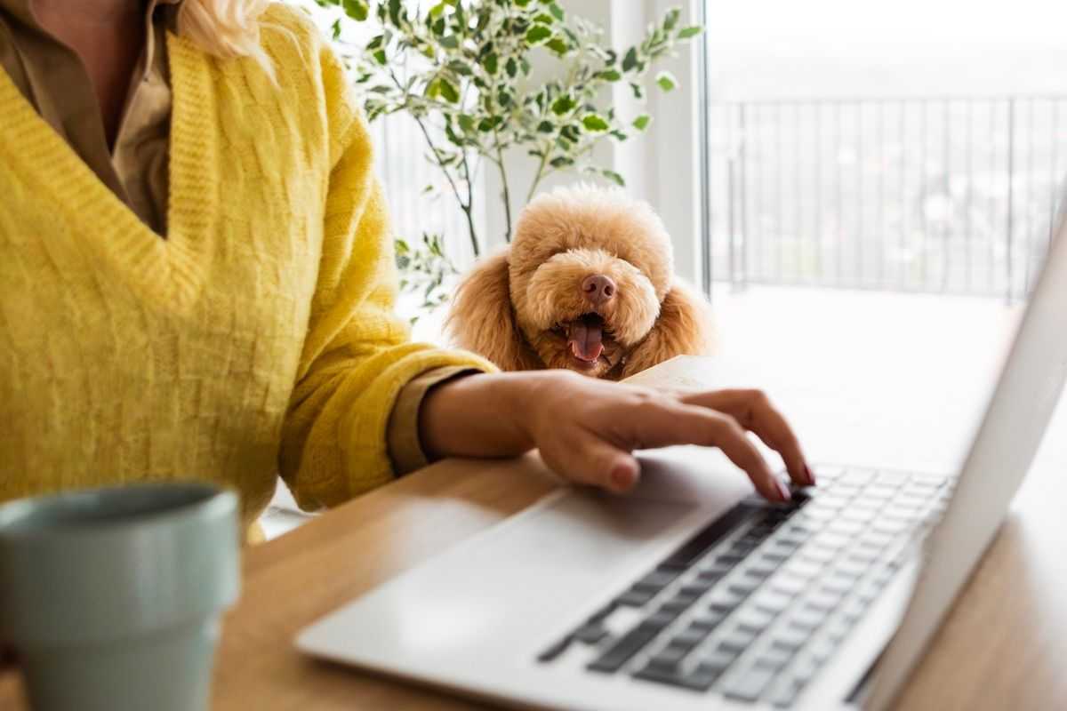 Have your story or business featured in Pet Industry News