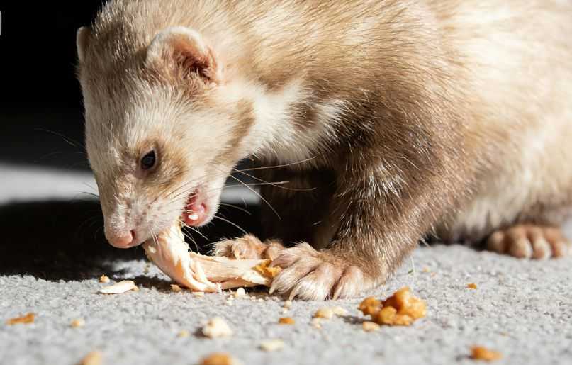 What Do Ferrets Eat?