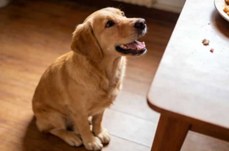 Why Dog Begging Happens and How To Stop It