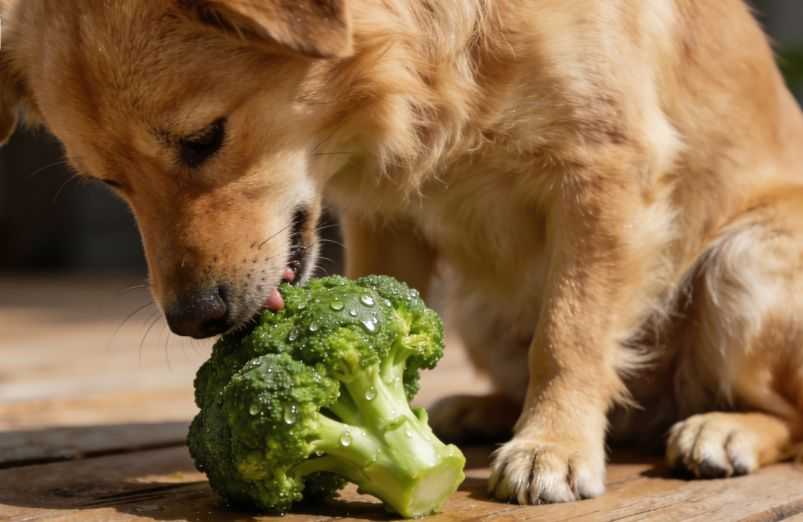 Can Dogs Eat Broccoli?