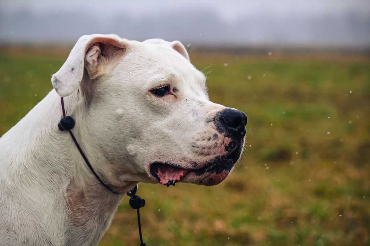 Drunken couple decapitate their dog with chainsaw ‘to avenge their cat’
